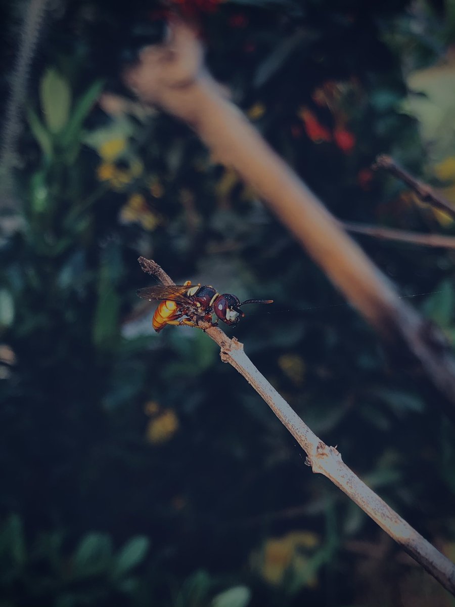 GirlxLens's tweet photo. Say hello to my little friend 🦟🌼
#GirlxLens https://t.co/KTokWyfC7i