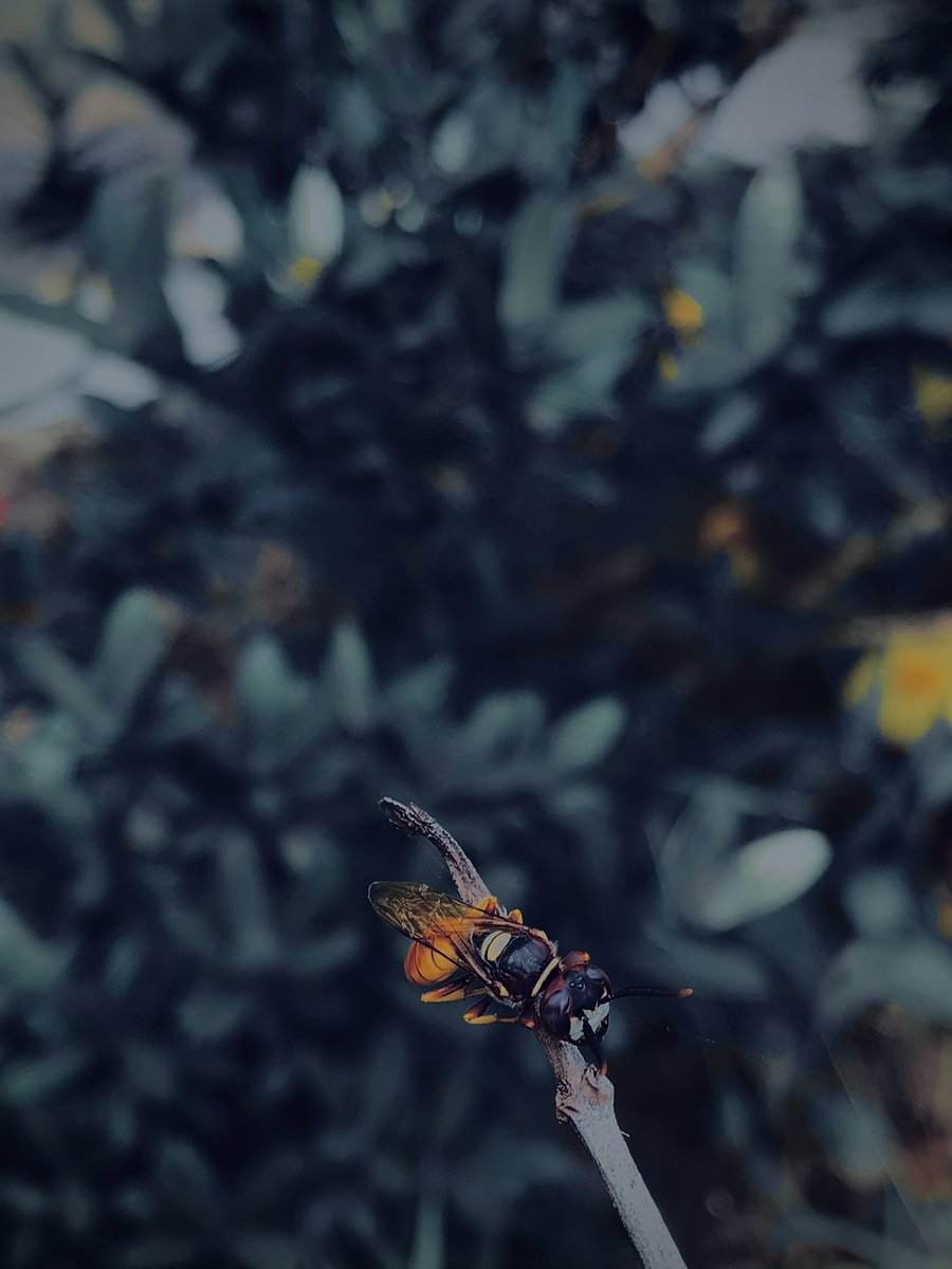 GirlxLens's tweet photo. Say hello to my little friend 🦟🌼
#GirlxLens https://t.co/KTokWyfC7i