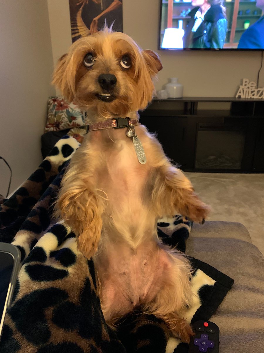 Up <a href="/WayTooEarly/">Way Too Early with Ali Vitali</a> with Bella. She’s still excited about The Biden/Harris victory.