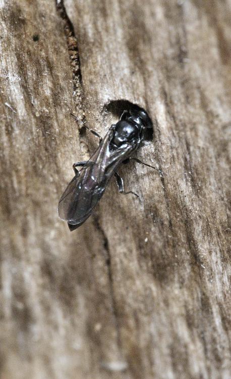 Liam_M_Crowley's tweet photo. #waspoftheweek no. 47 is Stigmus solskyi. Another small, black pemphredine, S. solskyi is the most common of the genus. It hunts aphids and nests in cavities such as old beetle holes and hollow plant stems.
#waspwednesday #wasplove
Photo: Robin Williams https://t.co/ti9BzmmTYU