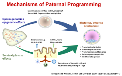 DrCBattersby's tweet photo. Great session this morning @adamwatkins78
As a public health message, have we overlooked male reproductive fitness/ paternal programming?
Compelling animal model evidence showing age and environmental factors such as diet/exercise affect offspring health #NeonatalUpdate2020 https://t.co/R3JOn5ncdB
