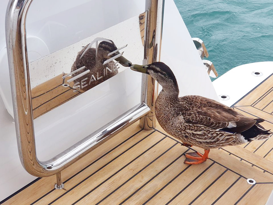 Ducklove at first sight 🦆 #sealineboats #sealineyachts #duckface #boatshow #sealine