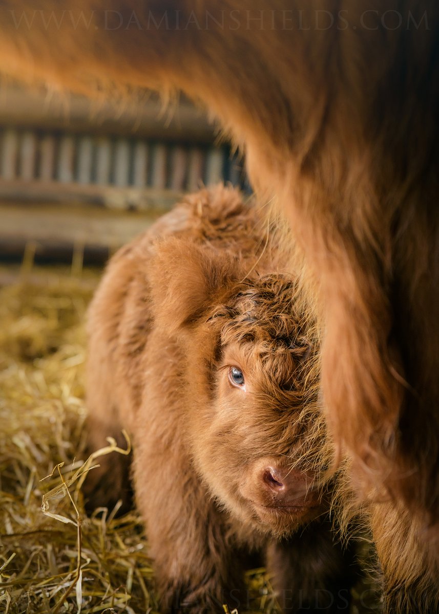 With the latest restrictions looming here in Scotland, I thought I'd post something to brighten your day. Lovely to have met this wee soul (and Mama) at <a href="/ABhighlandbeef/">Aberdeenshire Highland Beef</a> 😍😀 damianshields.com #Aberdeenshire <a href="/visitabdn/">VisitAbdn</a>