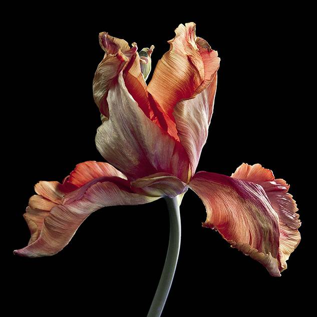 LacockNT's tweet photo. While the @foxtalbotmuseum is closed you can still enjoy a #VirtualVisit to our current #photography #exhibition - 'Adornments'by @CvandePuttelaar - on our website: https://t.co/axn3AE1pF1

#NationalTrust #Lacock #FoxTalbot #ArtPhotography #MuseumFromHome @NTSouthWest https://t.co/66xM1wsxoR