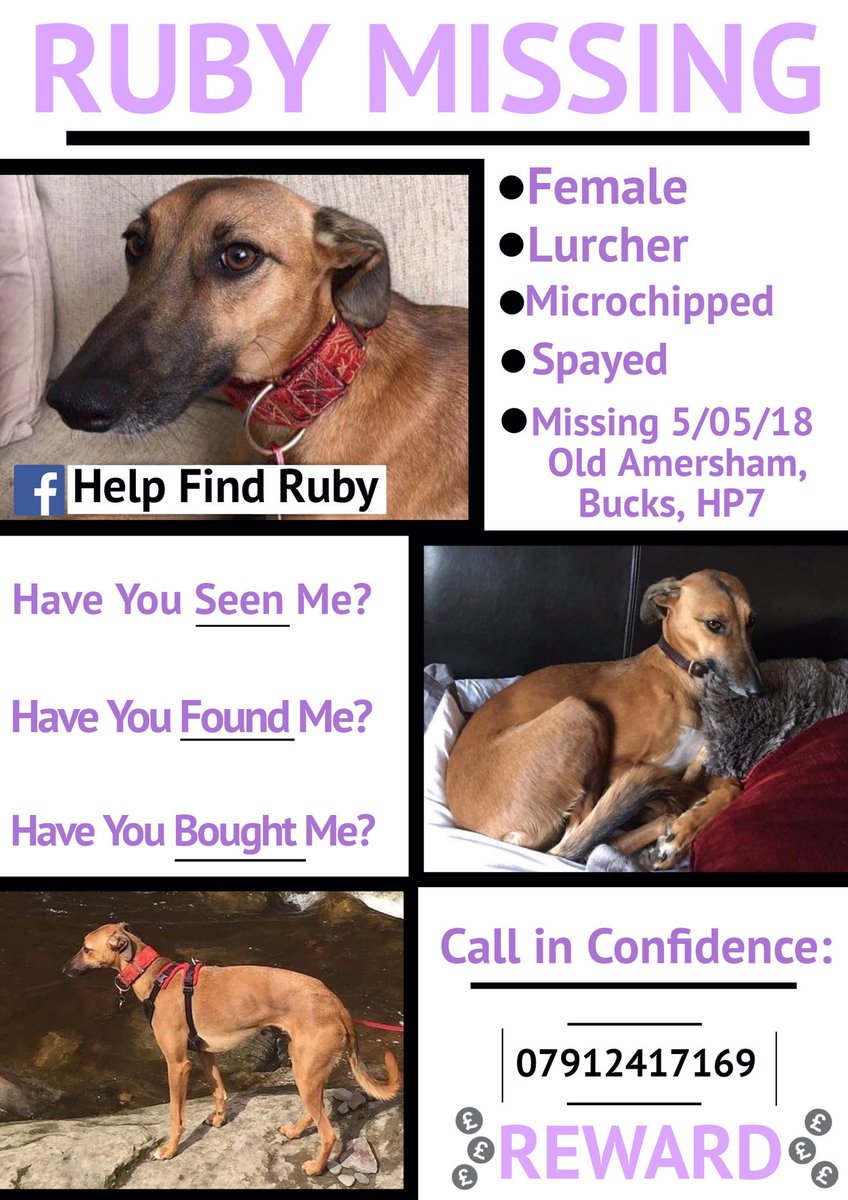 IanRich65622267's tweet image. #rubystillmissing #GBBO #imacelebrity #ImACeleb #EastEnders #sainsburysadvert #ASDA #taskmaster #Strictly2020 #Lottie