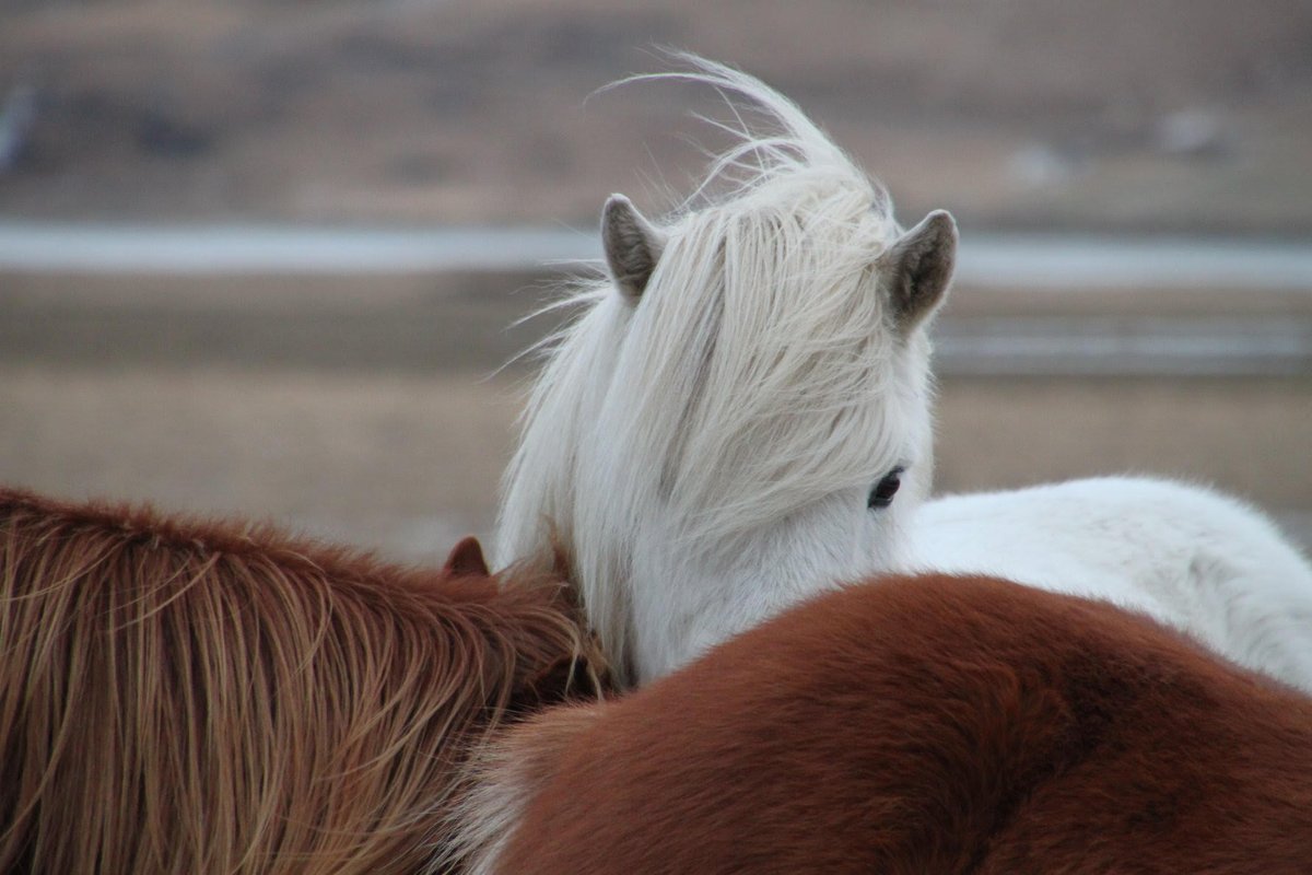 Dagelijks schrijven tijdens de advent? 
Een man trekt elk jaar op adventszondag de IJslandse bergen in, op zoek naar ronddolende schapen. Wat gebeurt er met jou, als je deze reis schrijvend met hem meegaat? bit.ly/SchrijfreisAdv…