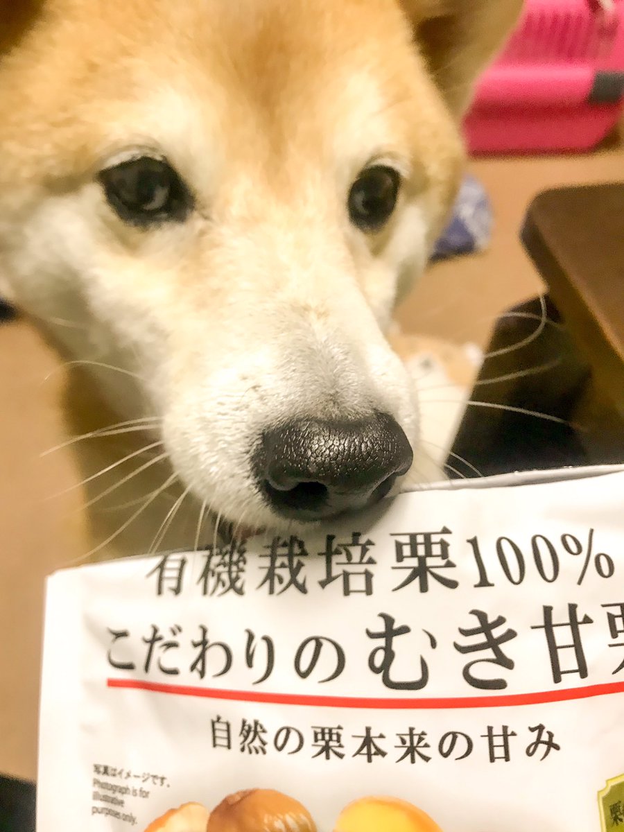 柴犬りん على تويتر 百均の甘栗 結構美味しいわ りんりん 焼きイモと同じくらいテンション上がってる 柴犬りん على تويتر 百均の甘栗 結構美味しいわ りんりん 焼きイモと同じくらいテンション上がってる