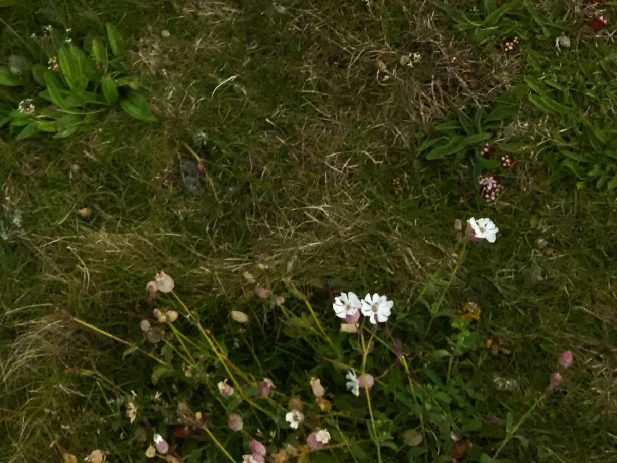The flowers of Inis Trá Tholl

🌸 Sea Pink/Thrift (Ameria Maritima).

🌸 Yellow Iris (Iris Pseudacorus).

🌸 Scottish Lovage (Ligusticum Scoticum).

#wildflowers #biodiversity #inishtrahull #inisTráTholl