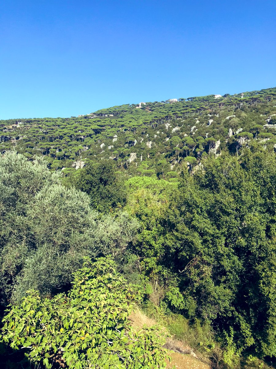 AZKARKOUR's tweet photo. Échappée 🚲 matinale dans les verts villages de #Baabda et du #Metn. Parfums de mélasse de caroube dans l’air de #Qosaibé et #Kneisseh. De #Salima à #Arsoun et #Mtein, seules des brebis en liberté et le sourire de la bergère pour étancher la soif de chlorophylle de nos montagnes https://t.co/bg1qFnfwrF