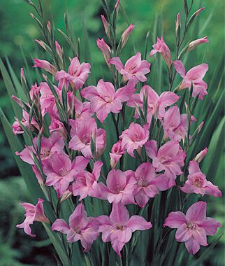 They are associated with gladiators, so gladiolus is a symbol for honour. It also symbolises remembrance & strength of character. Because of their connection to remembrance & honor, they are often a funeral flower. It is also August's birth flower.
