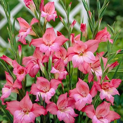 They are associated with gladiators, so gladiolus is a symbol for honour. It also symbolises remembrance & strength of character. Because of their connection to remembrance & honor, they are often a funeral flower. It is also August's birth flower.