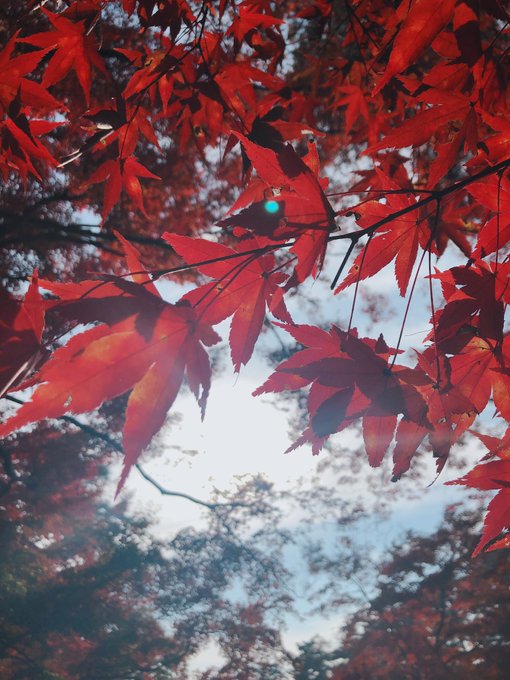 コスプレイヤーちょこもなかのTwitter画像55