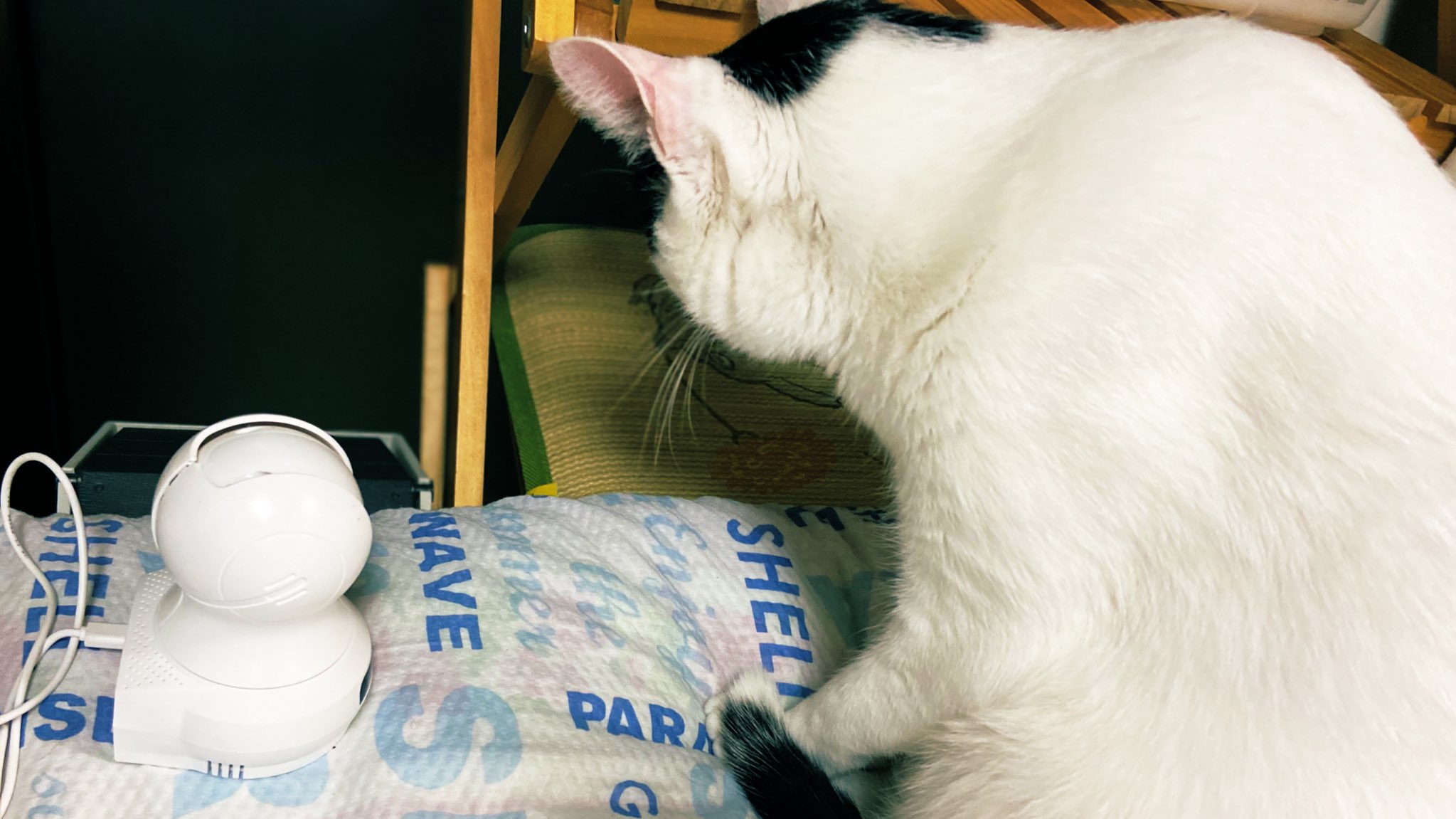 アトリエほっかむ 猫と育児漫画 留守番する猫と見守りカメラのお話 そよの健気さにすぐ帰りたくなる作家です 今日のそよぽん ほっかむ漫画 漫画が読めるハッシュタグ T Co K4jx01ouqy Twitter
