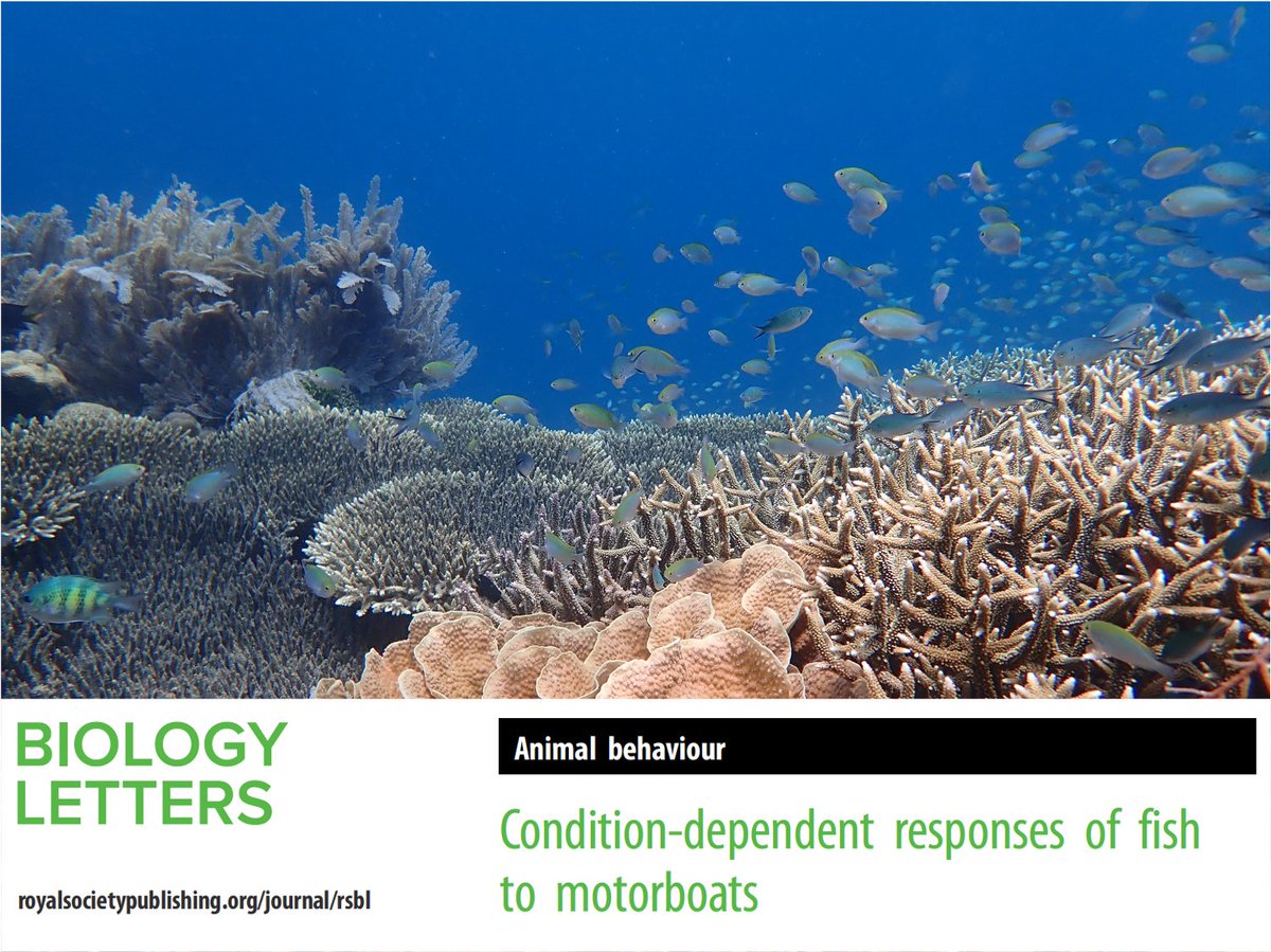 Our new paper is out now in #BiologyLetters. We show condition-dependent responses of fish to motorboats 🐠🐟🛥️🔊 With @TimACGordon, Katy Wong, <a href="/MarkIMcCormick/">Mark Ian McCormick</a>, <a href="/DrSteveSimpson/">Prof. Steve Simpson @profstevesimpson.bsky.social</a>, and <a href="/Dwarf_Mongoose/">Dwarf Mongoose</a>. <a href="/royalsociety/">The Royal Society</a> <a href="/lirrf/">LIRRF</a> 

royalsocietypublishing.org/doi/10.1098/rs… 🐠🛥️🐠🛥️🐠