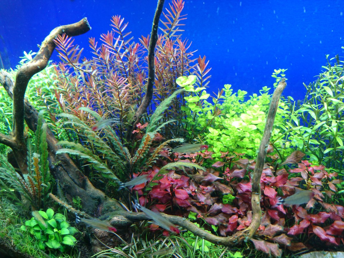 マルチカラーｌｅｄ