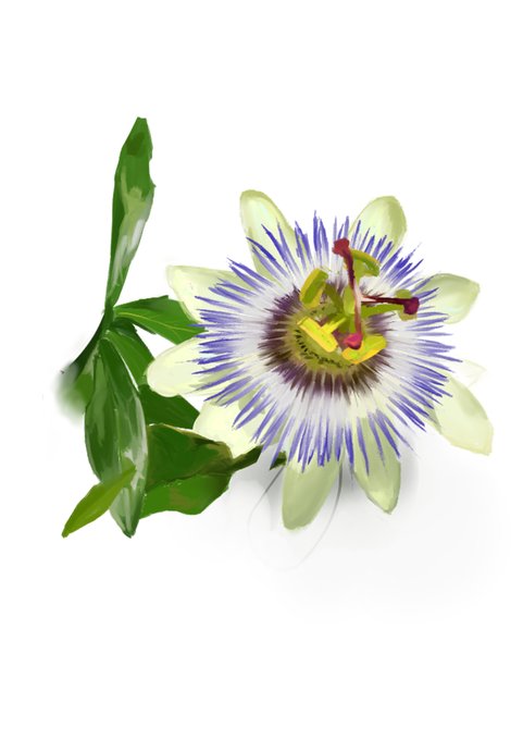 トケイソウのtwitterイラスト検索結果