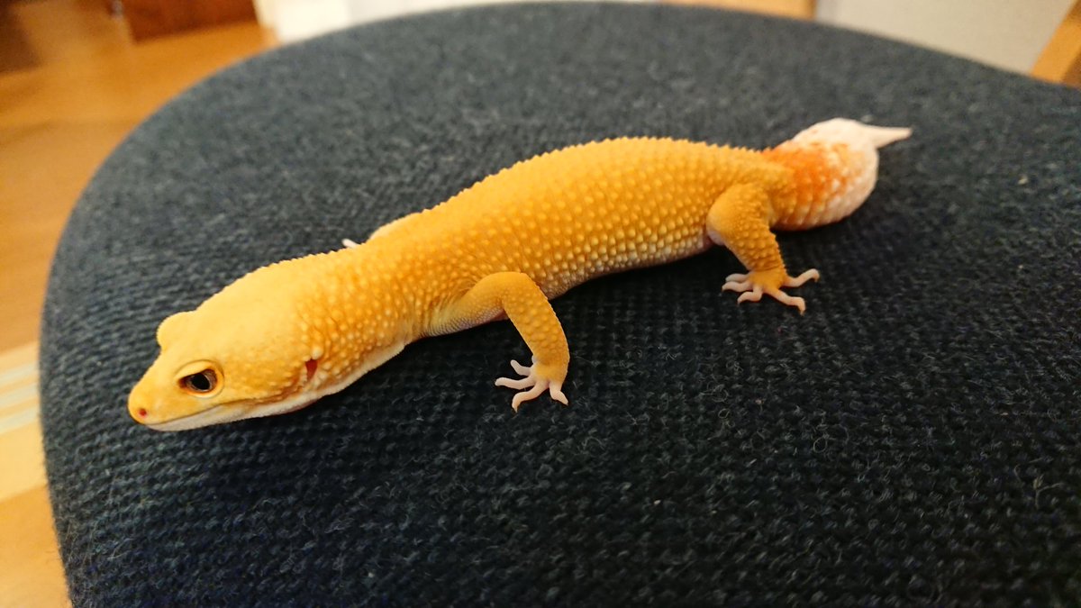 TV3DVAPI42aPr3R's tweet image. 久々に遊んだけどかわいい
#ヒョウモントカゲモドキ
#レインウォーターサングローパターンレス