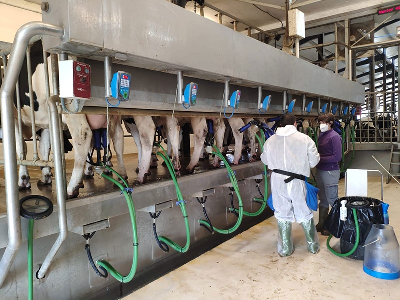 DiputacioGirona's tweet photo. 🐄#Semega i @irtacat han organitzat, per primer cop, formacions per a inseminadors i munyidors de vaques de llet de les #comarquesgironines.

✅Està previst que se'n programin de noves properament, per l'alta demanada de peticions.
👉https://t.co/N8uFLT5ABx https://t.co/5YecCMuaNr