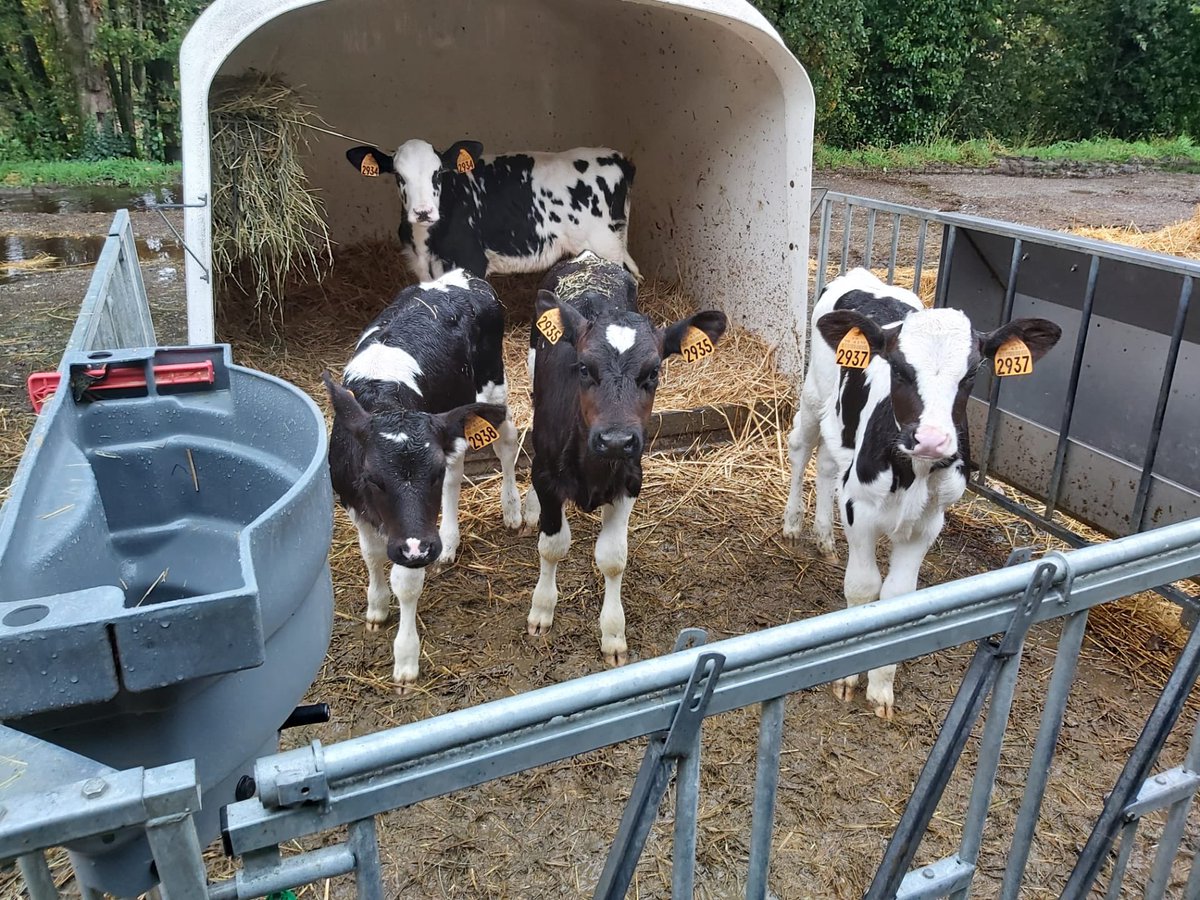 aAaWeeks's tweet photo. Analyzer, @EnnioLiesens recently met some new calves on the farm of Bart and Marijn Fonken, from Chamberet, FRA, aAa customers for 4 years.
#aAaWeeks #SireTheNeed #BetterFormBetterFunctiom https://t.co/WmVB0bJrND