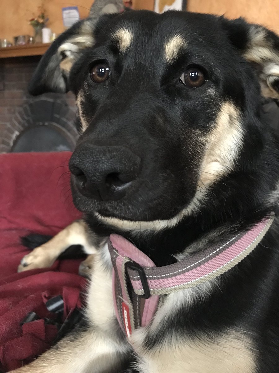 Stefani Langenegger (@slangeneggercbc) on Twitter photo In honour of Major and his big move to the White House we are asking to see your rescue dog. This is Charli from <a href="/ccrezqsregina/">CC RezQs Regina</a> (TIL President Johnson also had a rescue dog) <a href="/CBCSask/">CBC Saskatchewan</a> In honour of Major and his big move to the White House we are asking to see your rescue dog. This is Charli from <a href="/ccrezqsregina/">CC RezQs Regina</a> (TIL President Johnson also had a rescue dog) <a href="/CBCSask/">CBC Saskatchewan</a>