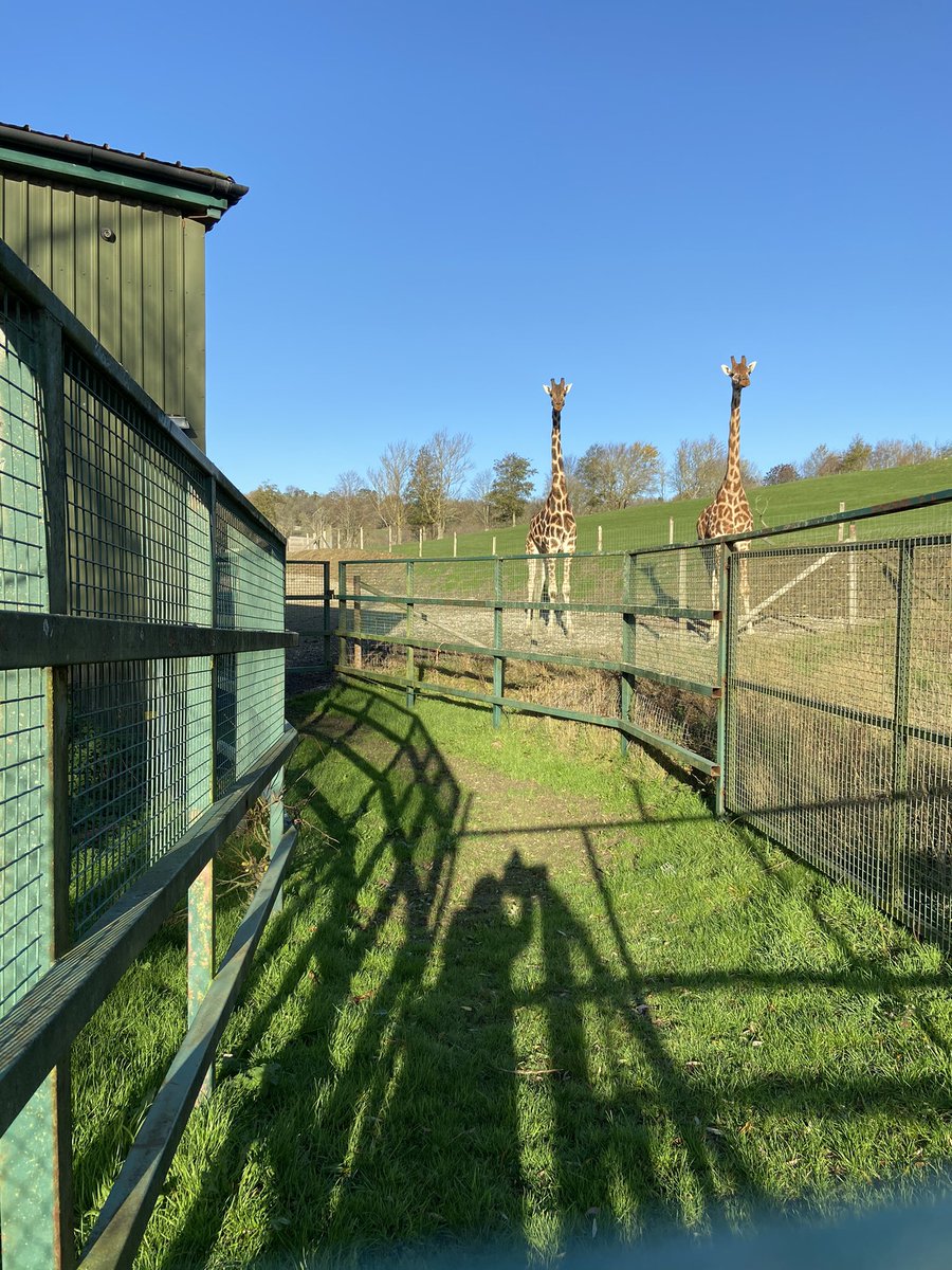 DollyHPN's tweet image. This morning I set off on a 5 milk walk &amp;amp; stumbled across the back of the local zoo 🦒 

Thanks @Unit1H for my well deserved coffee break ☕️ 

I love where I live #kent #hythe #giraffe #NatureNearby