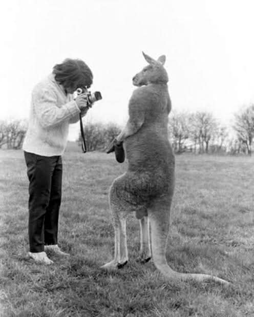 aflashbak's tweet photo. ‘Boxing Kangaroo Hitting a Paparazzi for Trying to Photograph Him’ by John Drysdale, 1967. https://t.co/qESpQGzRqH