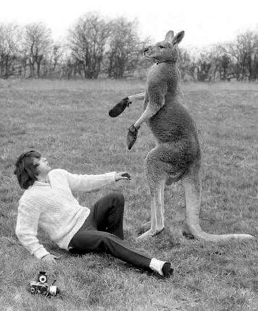 aflashbak's tweet photo. ‘Boxing Kangaroo Hitting a Paparazzi for Trying to Photograph Him’ by John Drysdale, 1967. https://t.co/qESpQGzRqH