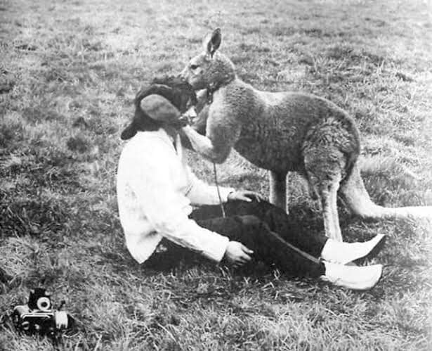 aflashbak's tweet photo. ‘Boxing Kangaroo Hitting a Paparazzi for Trying to Photograph Him’ by John Drysdale, 1967. https://t.co/qESpQGzRqH