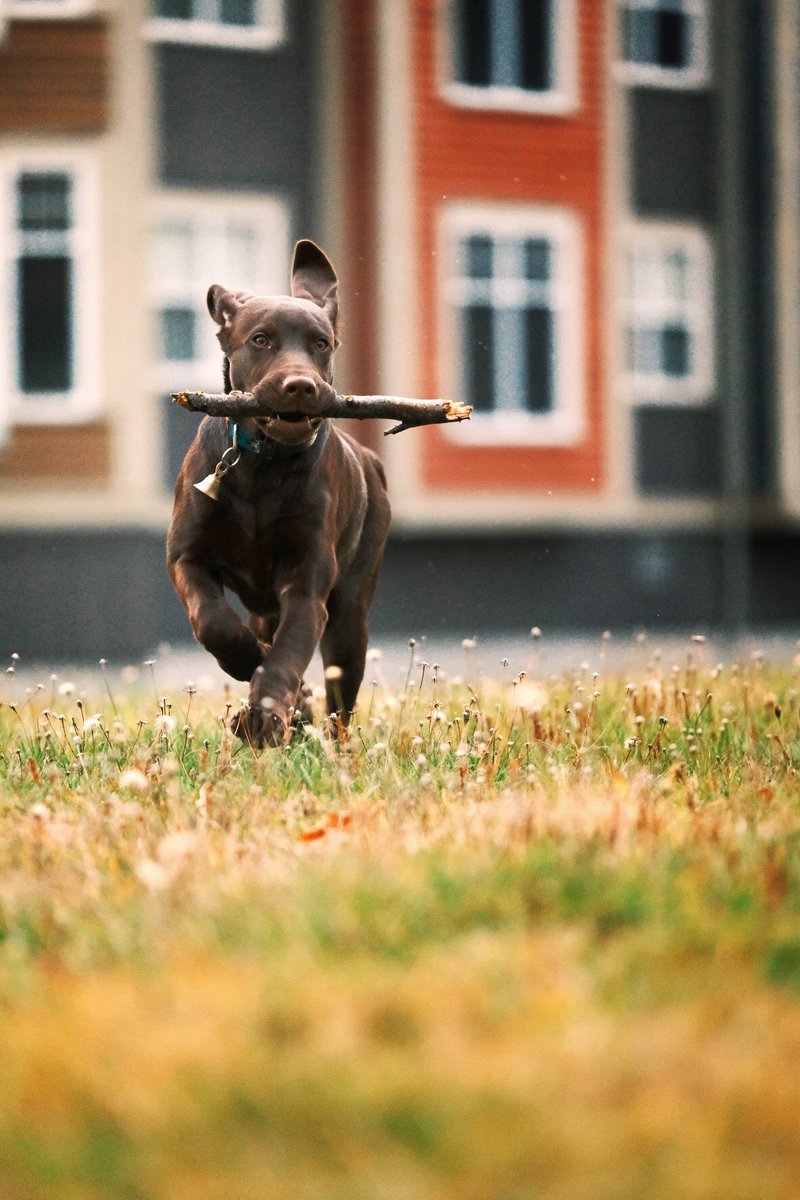 Fetch!
#nixonthewonderdog 

#fujifilm #xt4 #xf200f2 #classicnegative #chocolatelabrador #labradorretriever