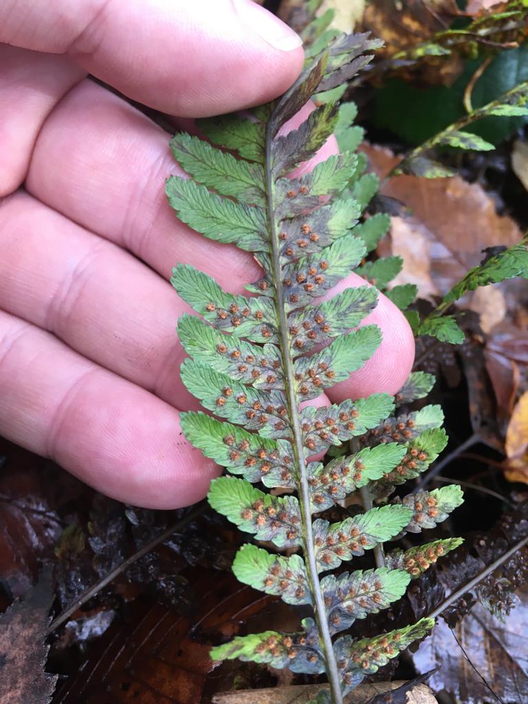 EppingForest365's tweet photo. Underneath a delicate fern frond, with luck, you may find precisely formed Sori.
Unlike seed plants ferns reproduce from spores which gather in these clusters, ripening, ready for release. https://t.co/XyQN5xFdth