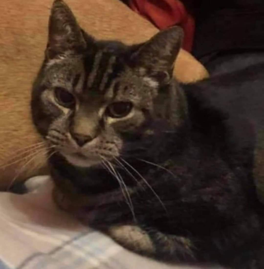 AlanDaffern's tweet photo. Help find 19 year old Pudsey taken from her home at Louise's Preston, Paignton on Tuesday 10th November at 12:16. Caught on CCTV by a neighbour carrying her in a cardboard box, has been dumped somewhere local in  #Preston, #Paignton or #Brixham - #Devon 
https://t.co/n2AWy25ARQ https://t.co/EGaMFyqJhE