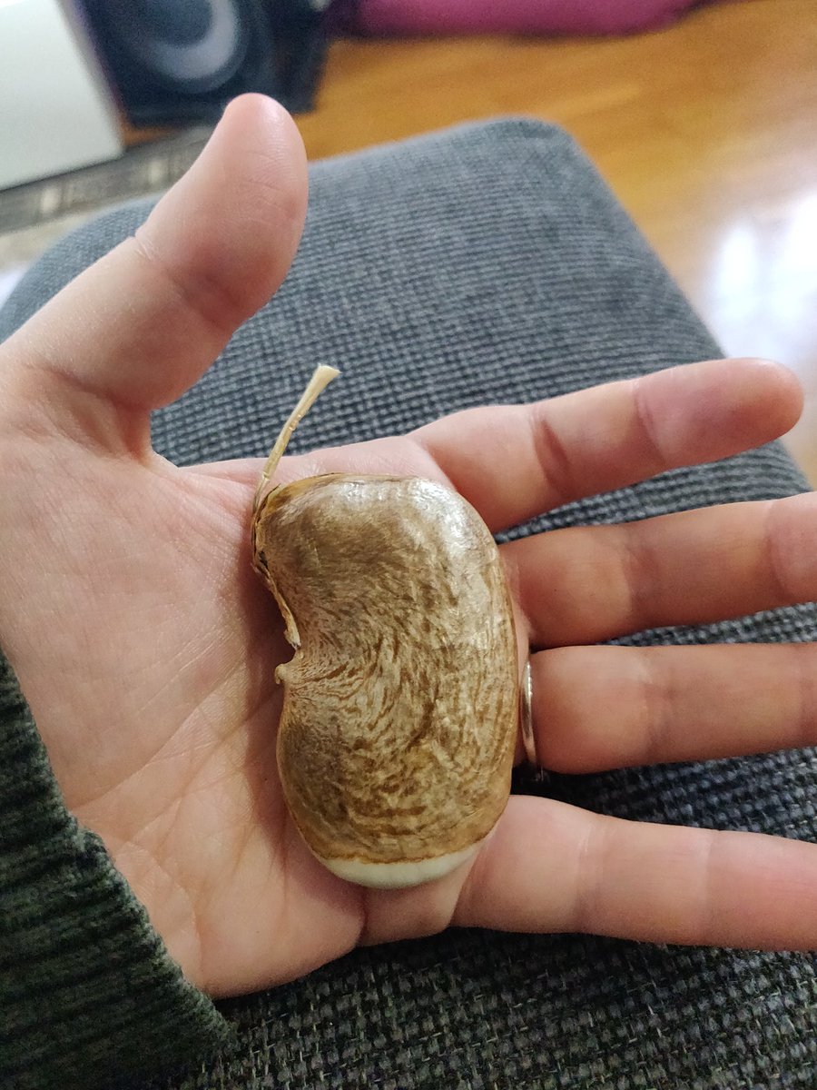  Growing a Mango Indoors in November, a Growth Thread I've grown mangoes before in the past with relative success, but now I'd like to document the process of trying to grow one in such a cold month indoors! Let's call him Tulio!