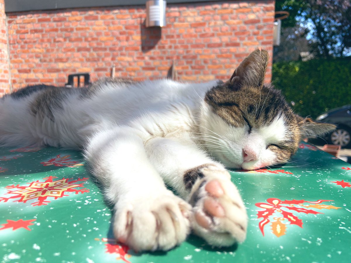 vix_ke's tweet photo. Every day, 19M images of sexual child abuse are distributed online. That's 78 times more than cute cats on Instagram. Post your catphoto w/ this message and #catsforkids. Bring this injustice to the attention and make the internet a bit softer again! @ChildFocusNL #catsforkids https://t.co/dfYFKspXyl