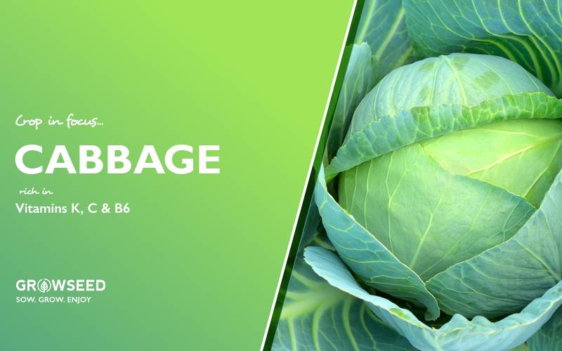 growseeduk's tweet photo. 🥗 Packed full of nutrients Cabbage is perfect in healthy diets

🗓️ With a little pre-planning, you can harvest cabbages almost all year round.

➡️ https://t.co/3u0KT9QFj9

#growseed #allotment #allotmentuk #growyourown #gyo #kitchengarden #gardening #vegetables #home #lockdown https://t.co/Tvr6z26i3X