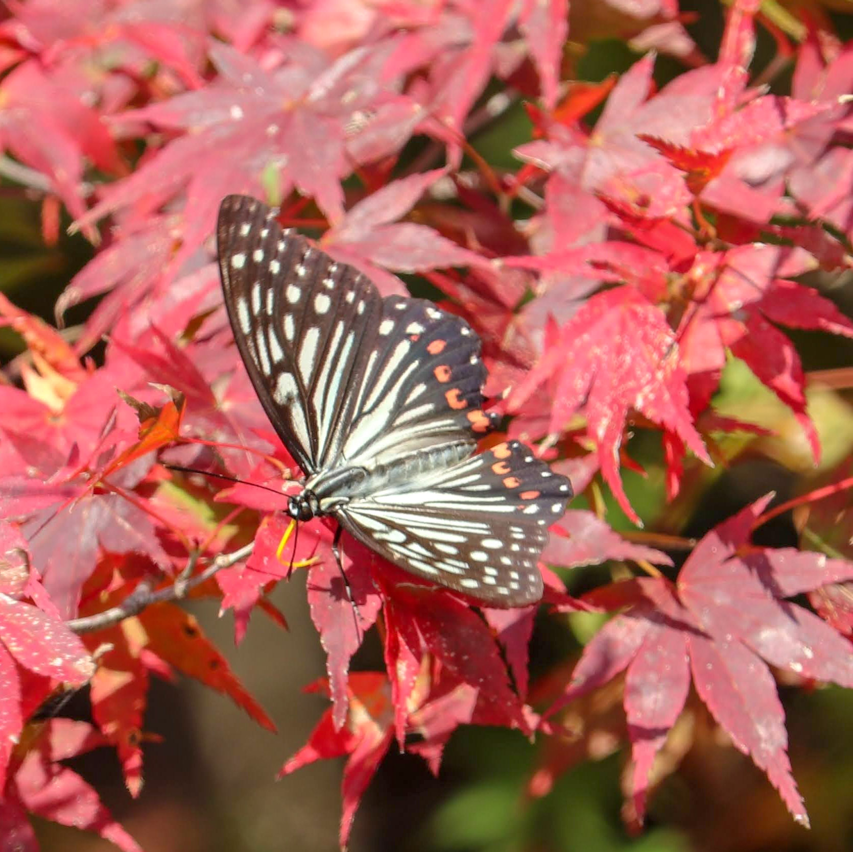 かんなり 昨日 胡蝶しのぶモデルと思われる マダラ蝶を見ました アカボシゴマダラなので特定外来種です Prime847 T Co Blonu5hygn Twitter