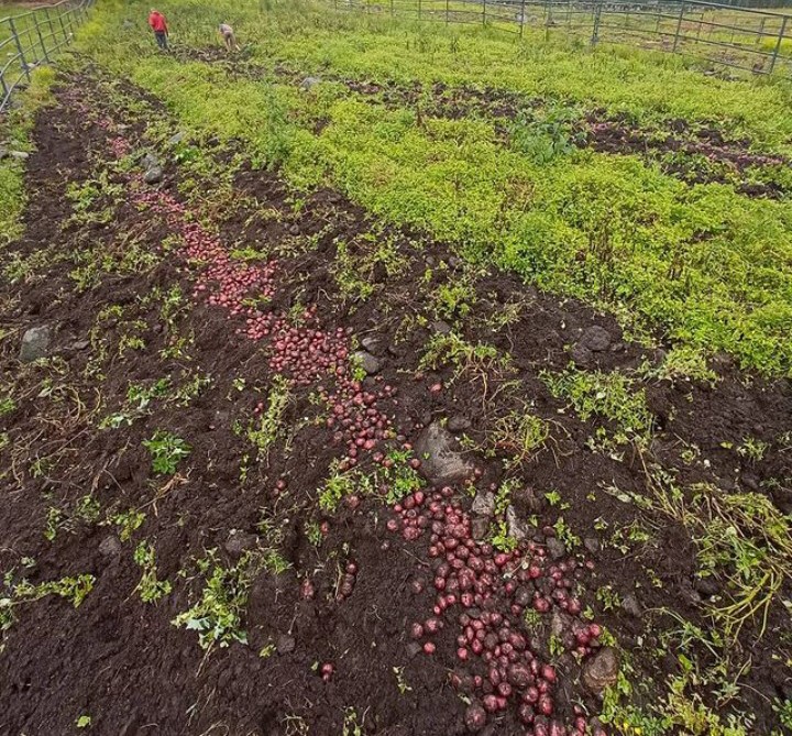 Vida Agro tweet media