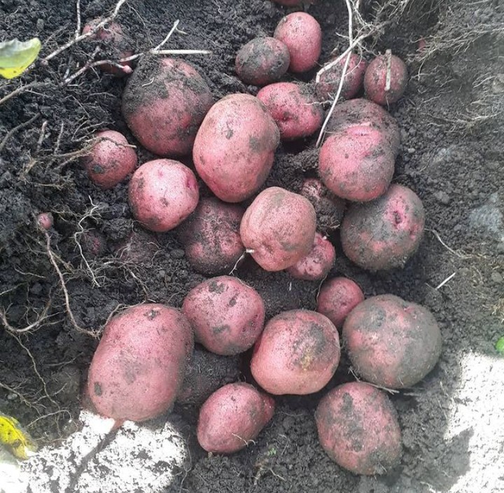 Vida Agro tweet media
