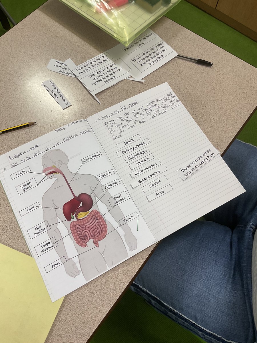 In #science, Year 9 are learning about the #digestivesystems and the journey our food travels in the body. #thisisAP