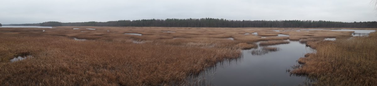 elinvoimak_EP's tweet photo. #Blomträsket i november. Vassdjungeln slogs inom ramen för #Helmiprogrammet för att göra sjöfåglarnas levnadsförhållanden bättre. Vi fortsätter nästa år! #Helmi #NTMcentralen #fågelvatten #restaurering #Kristinestad #Lappfjärd https://t.co/QcEQCT0HRc