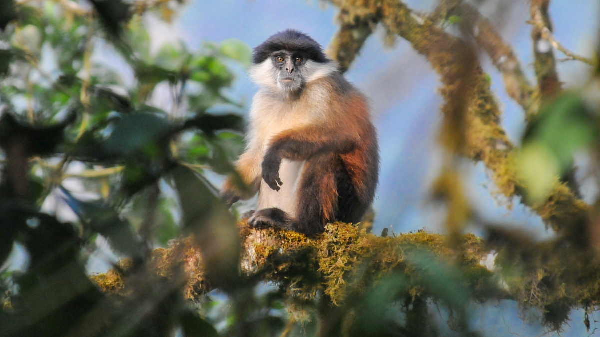 NCZoo's tweet photo. Red colobus are the most threatened group of monkeys in Africa. Want to know more about how we’re working to conserve them across Africa? Ask Drew Cronin in our ‘Ask An Expert’ series on our IG story & we’ll answer as many questions as possible tomorrow afternoon. https://t.co/EOuNXaOS6w