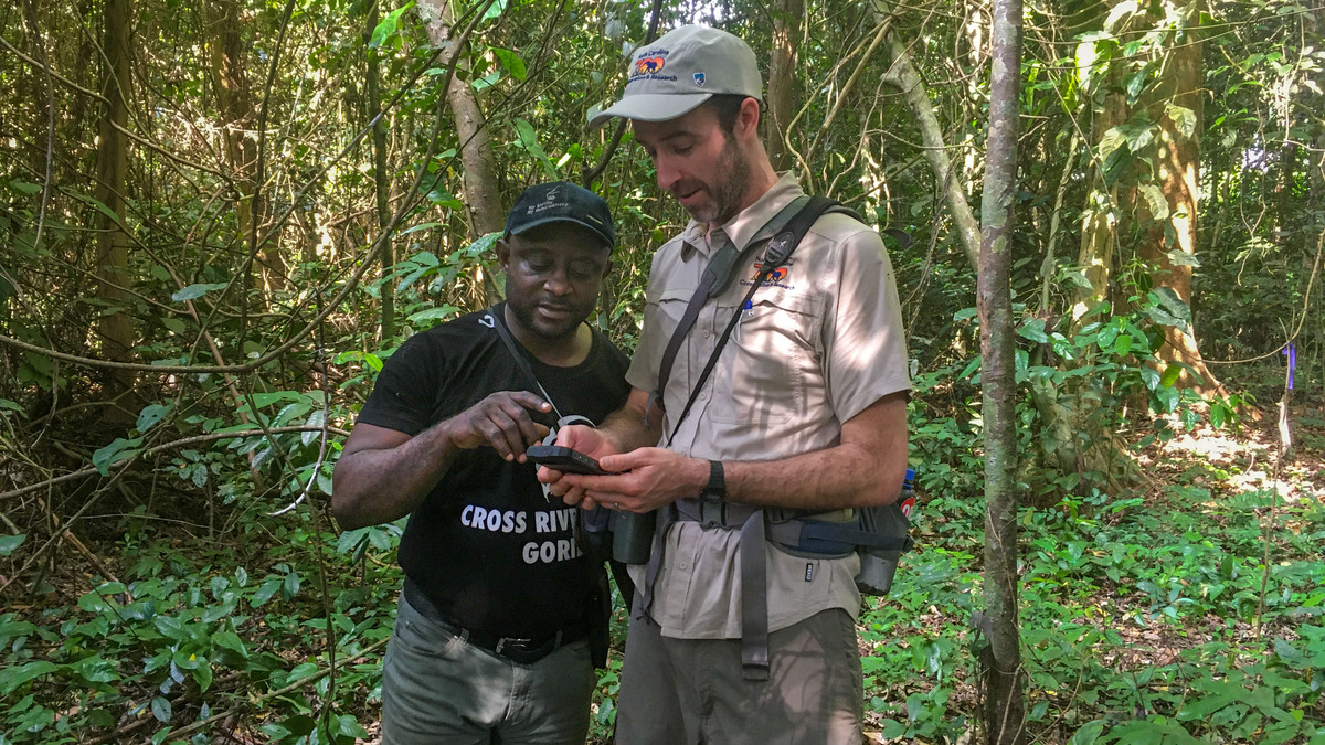 NCZoo's tweet photo. Red colobus are the most threatened group of monkeys in Africa. Want to know more about how we’re working to conserve them across Africa? Ask Drew Cronin in our ‘Ask An Expert’ series on our IG story & we’ll answer as many questions as possible tomorrow afternoon. https://t.co/EOuNXaOS6w