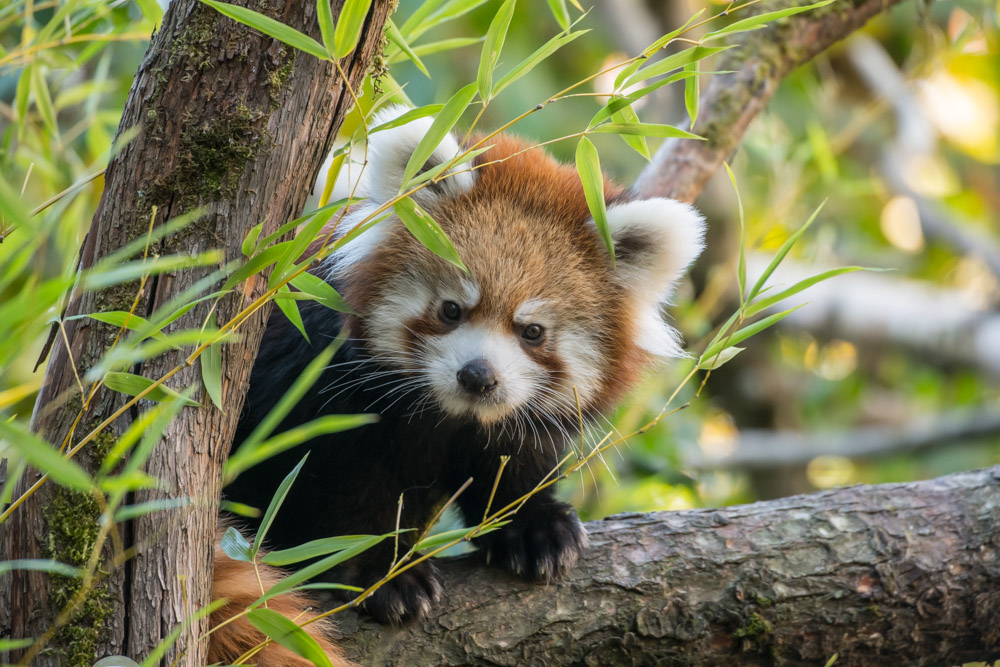 OregonZoo's tweet image. Pabu, Prince of Pounce, turned five months old today