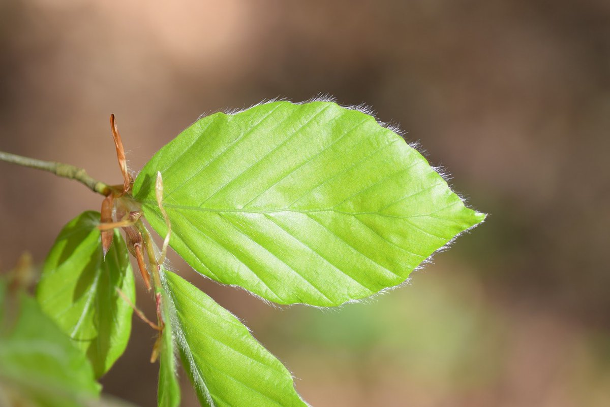(3/10) It basically comes down to food and water. The leaf is a food factory: it takes that delicious sunlight and uses a pigment called chlorophyll (the stuff that makes leaves green) to turn it into sugars, or plant food 