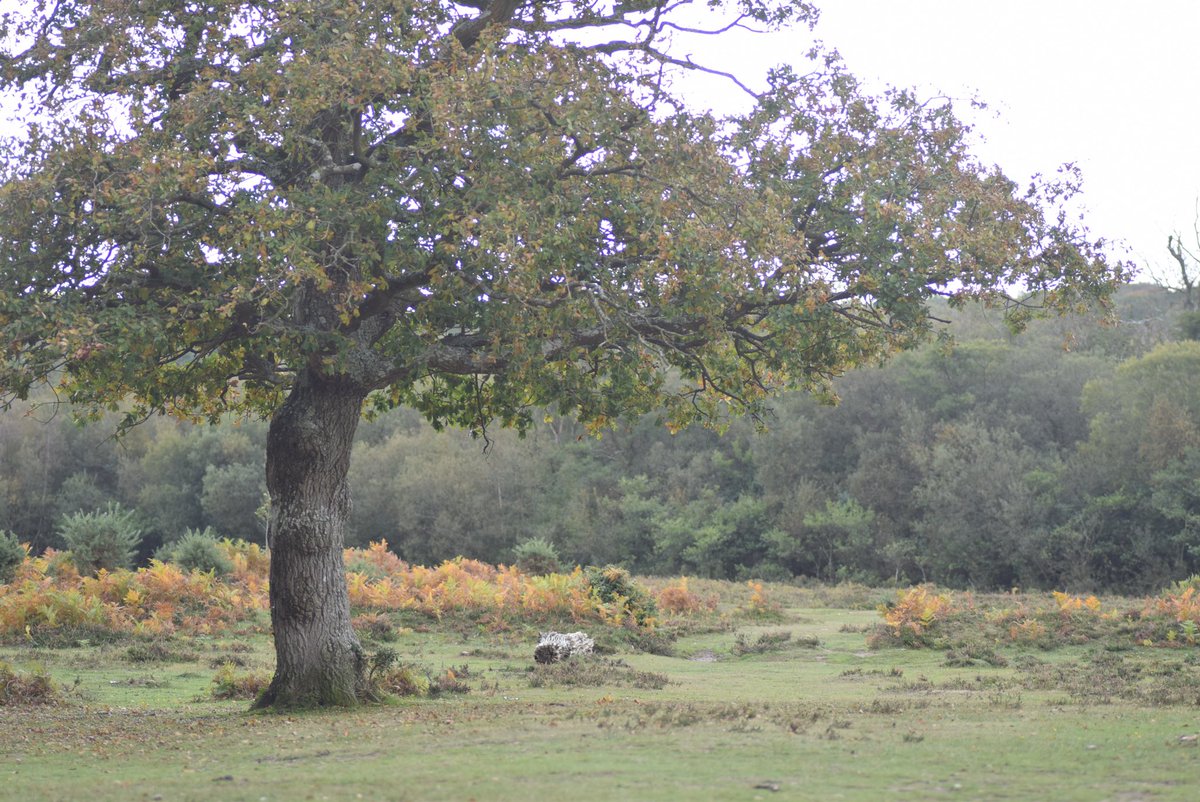 (4/10) To do this, a leaf needs lots of water (among other things) which gets sucked up from the soil and transported all the way up to the leaves at the top via an internal plumbing system  