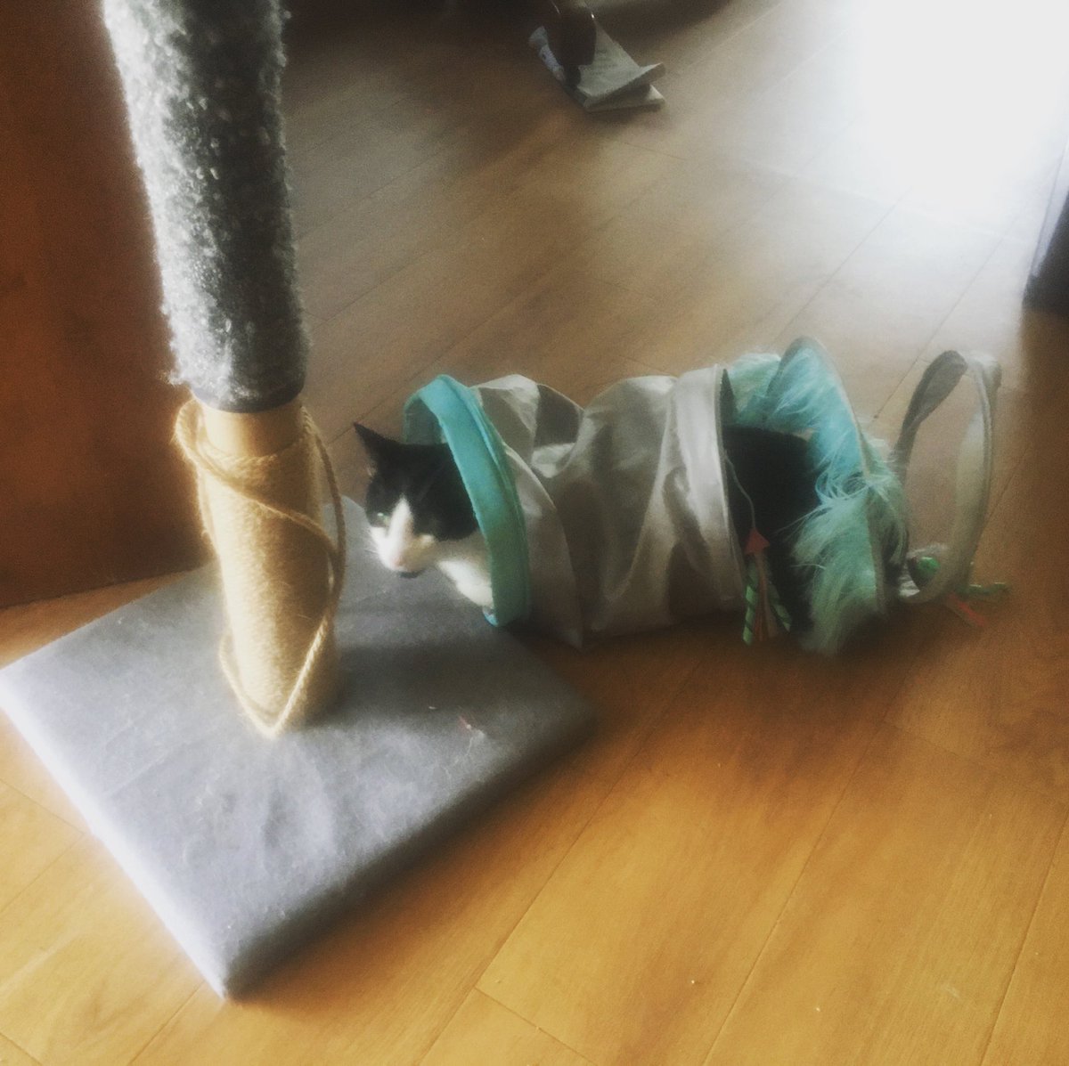 GailSalha's tweet photo. #catroll https://t.co/frCsihwtII
