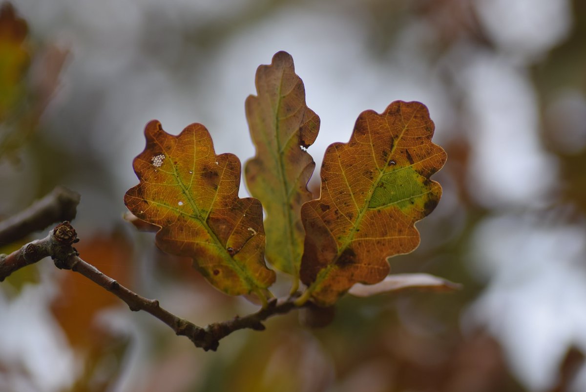 (2/10) It’s a process so normal, so routine, that we rarely think twice about it. The woodland floor becomes a damp, earthy carpet of fiery orange and lemony yellow. It might seem like a passive process, but losing their leaves is actually a very deliberate act by these trees