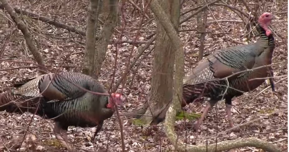 CTwoodlands's tweet photo. Webinar: Turkeys in CT | https://t.co/gg0Ia4ccfb
Monday
Learn about the history of turkeys in CT and about the successful reintroduction efforts in the late 20th century. We’ll also discuss turkey ecology and behavior, and how turkeys became synonymous with Thanksgiving feasts. https://t.co/S5kgQZBNuG