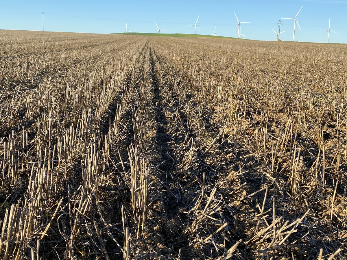agriaube86's tweet photo. On profite du☀️, fin de saison des semis d’automne en approche. Encore quelque Ha de blé derrière @_MissBetter à faire quand elles seront arrachées. En attendant semis d’#OPA avec en bonus un essais variété @grceta 🚜🌾 #orge #A2C #sd #skyagriculture #caseih https://t.co/Ld7iOkWJMb