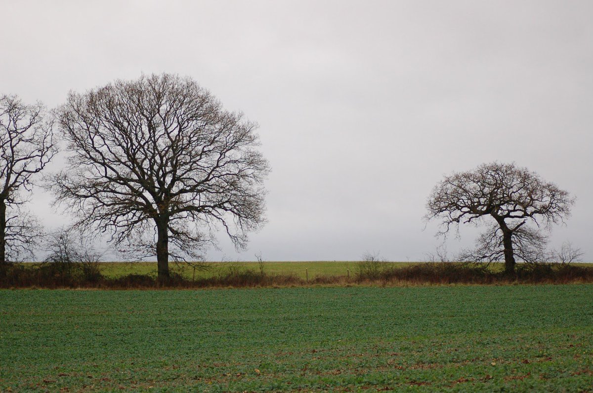 (5/10) In the winter, when it’s colder, the water being transported around a tree like an oak or a maple is likely to freeze  This would not only prevent water reaching the leaves, but ice crystals would form inside them too, causing irreparable damage  