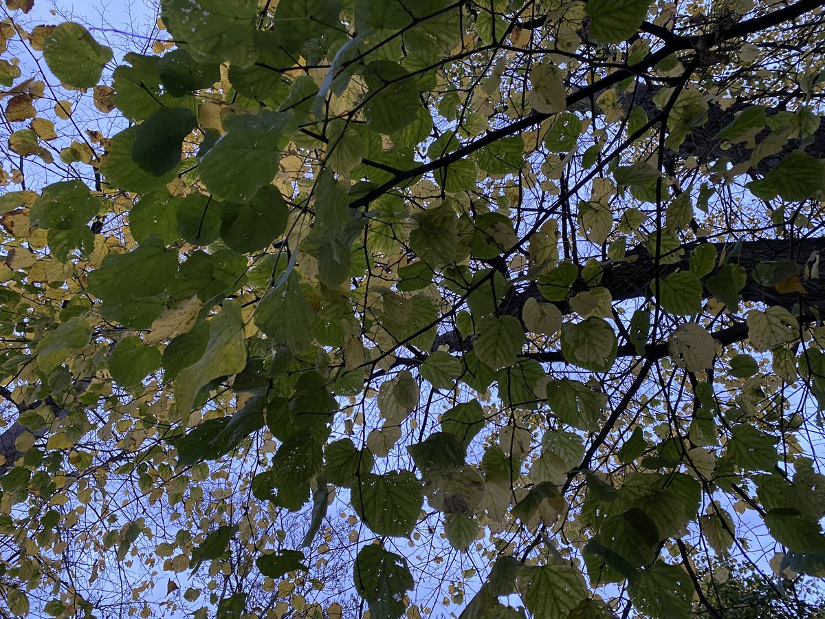 (6/10) Now trees are actually really clever  They can detect that temperatures are dropping. They can detect that the days start getting shorter. They know winter’s on its way and so they initiate their leaf recycling systems before those damaging icy temperatures arrive 